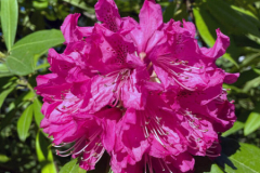 rododendro-fucsia-in-fiore-a-villa-taranto-sul-lago-maggiore-giardini-botanici-in-piemonte-da-vedere-in-primavera